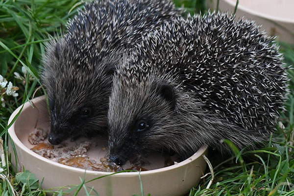 Hoglets Snacking