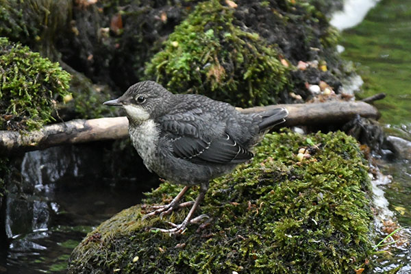 Young Dipper