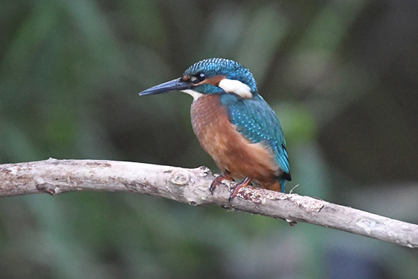 Kingfisher
