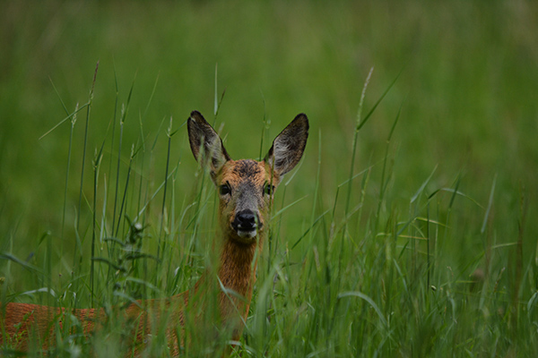 Roe