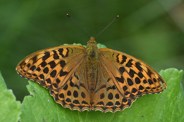 Silver Washed Fritillary