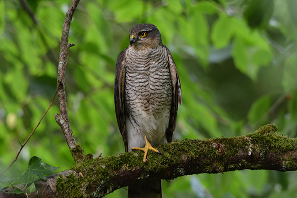Sparrowhawk