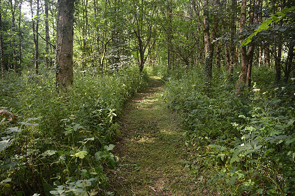 Woodland Walk